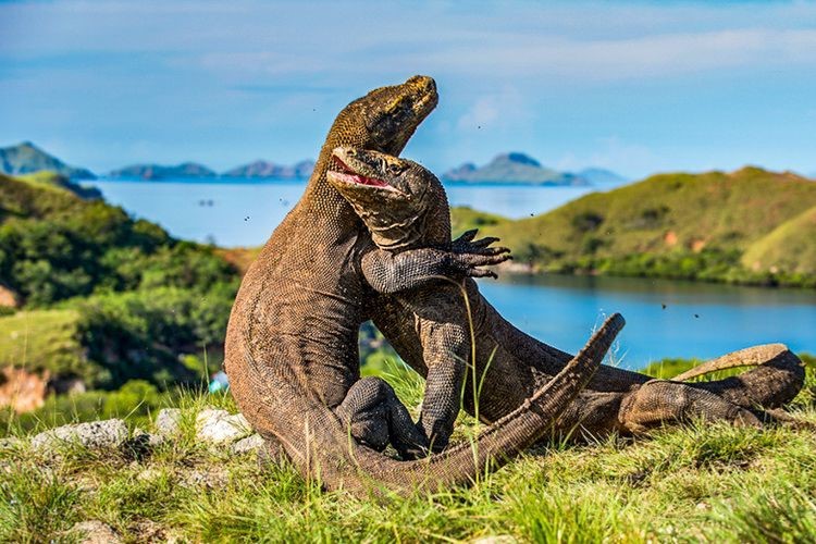 Komodo Photography Tour 4D3N Komodo Photography Tour 4D3N
